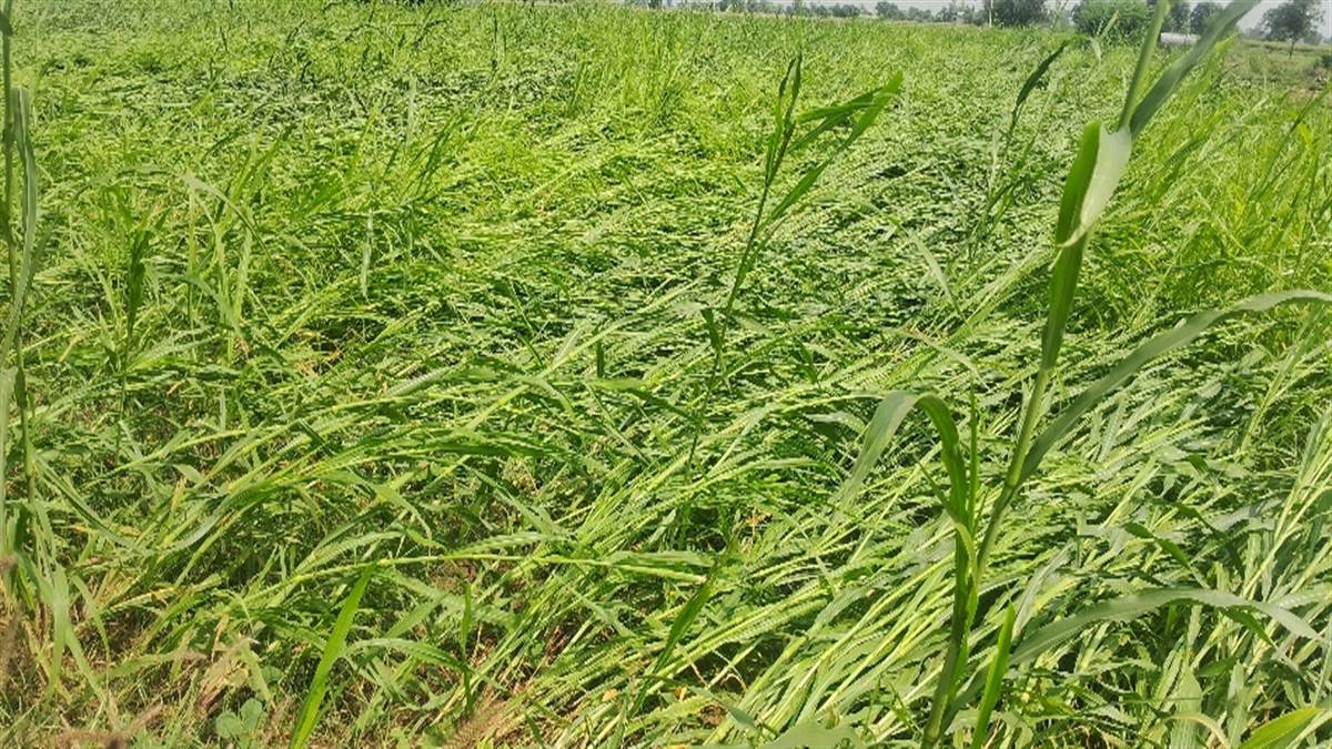 heavy rains have caused damage to the early paddy crop