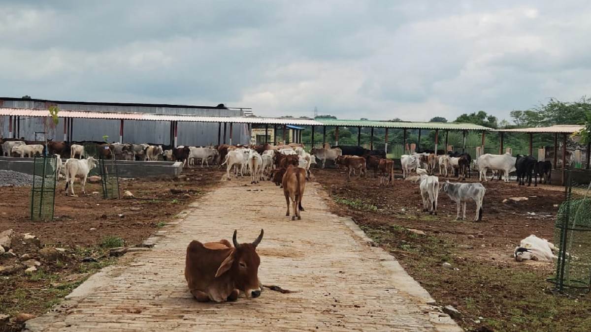 prayagraj cow shelter scam missing cattle raise budget embezzlement concerns