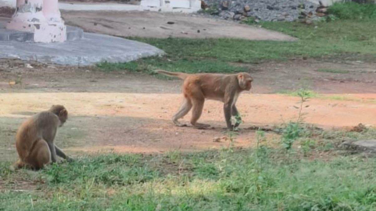 monkey menace terrorizes thulendi residents in raibareilly