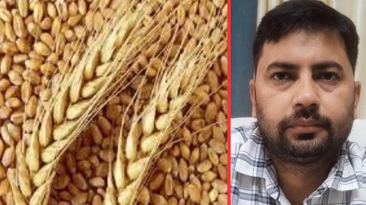 demand for improved wheat seeds 17000 quintals requested