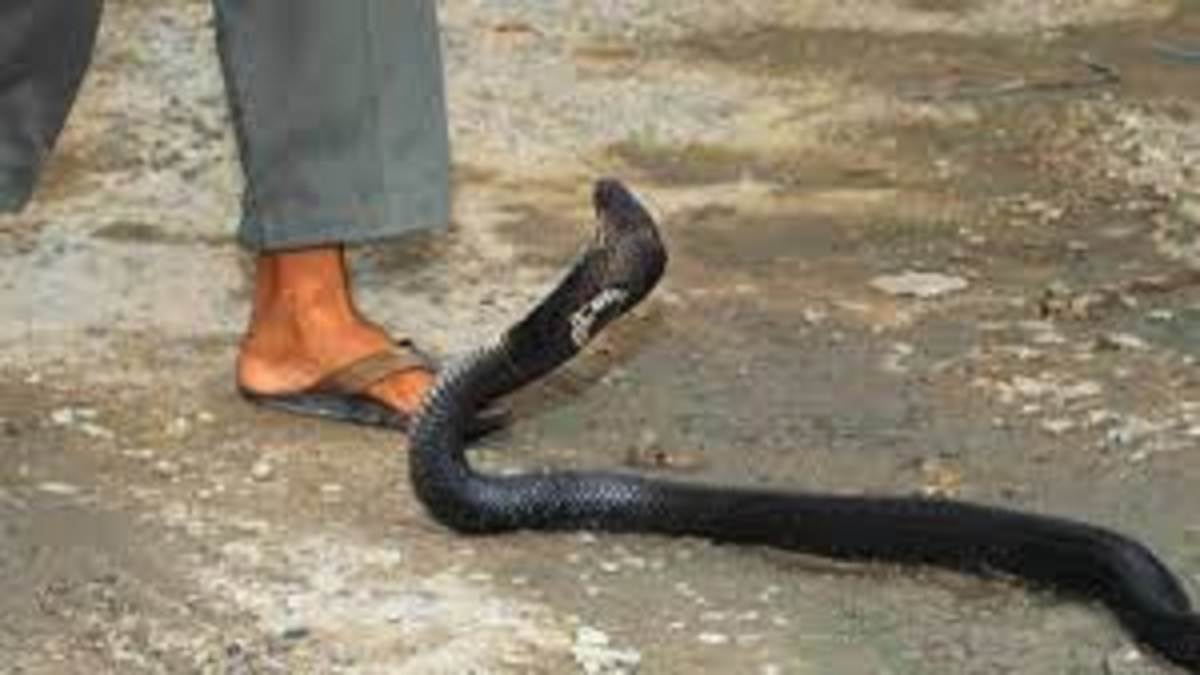ncr ghaziabad anti snake venom effective snakebite awareness lacking