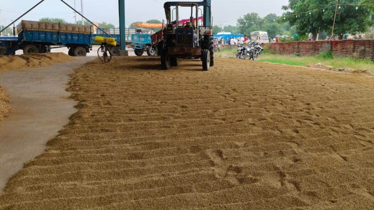 ncr sonipat news pr paddy procurement starts msp increased