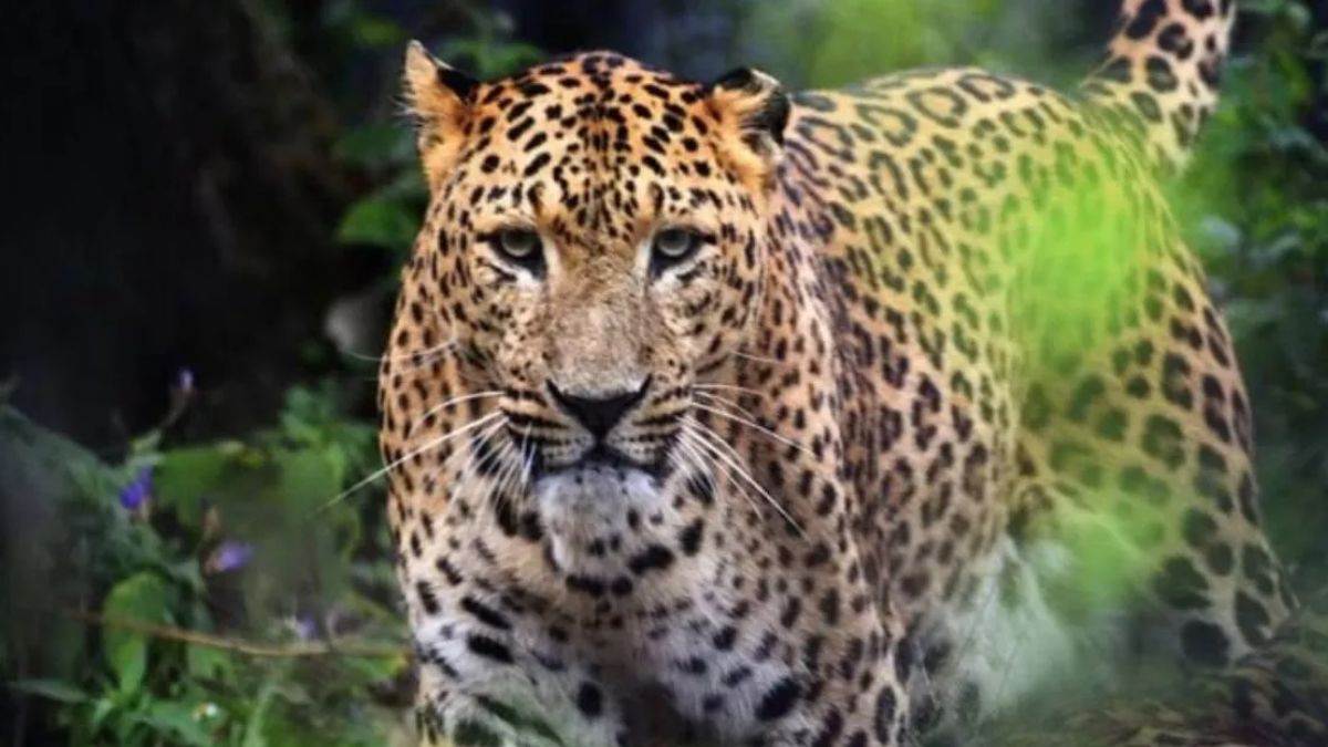 leopard cage gate missing department fails to catch leopard
