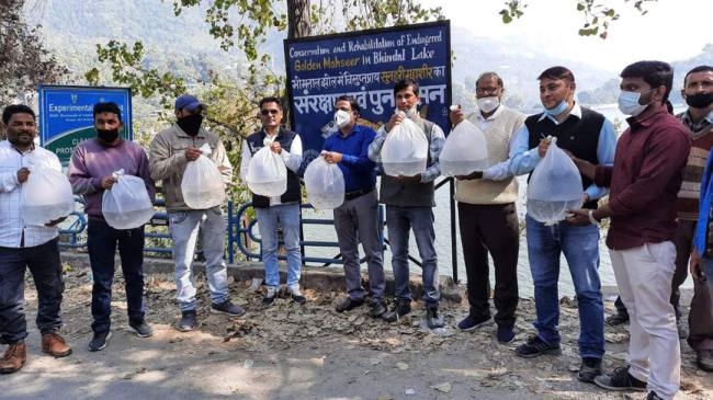 mahaseer seeds poured in bhimtal lake