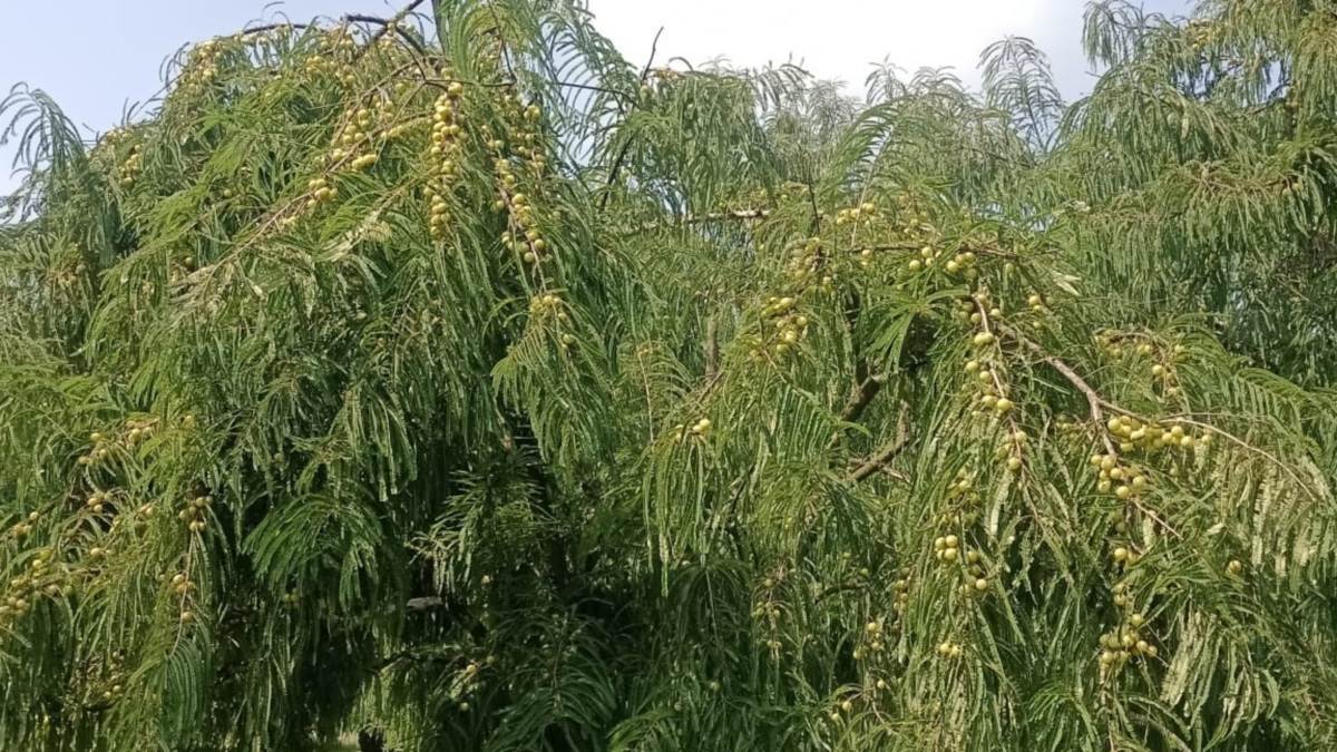 https://www.jagranimages.com/images/newimg/05112022/05_11_2022-amla_cultivation_in_pratapgarh_23184111.jpg