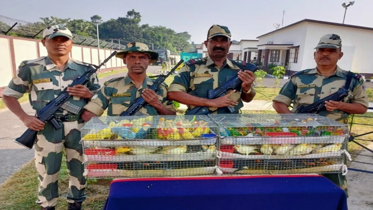 International Border : बीएसएफ ने बांग्लादेश से तस्करी की जा रही 221 वन्य पक्षियों को तस्करों के चंगुल से बचाया