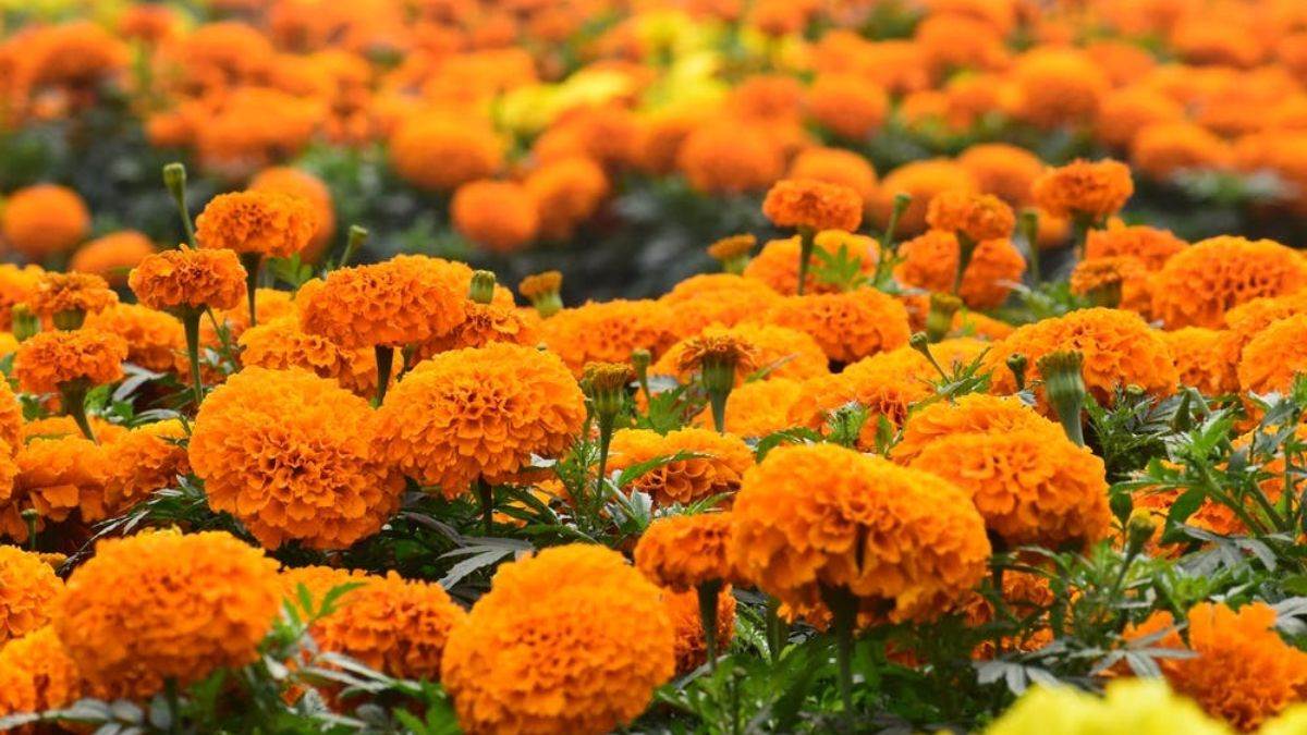 https://www.jagranimages.com/images/newimg/05112022/05_11_2022-genda_23183940.jpg