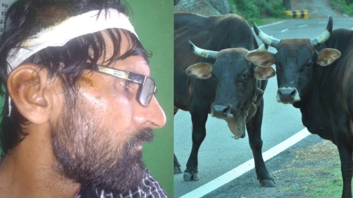 Bull attack in Haldwani Mandi : कुछ ही दिनों में दर्जनों लोग अस्पताल पहुंच चुके हैं।