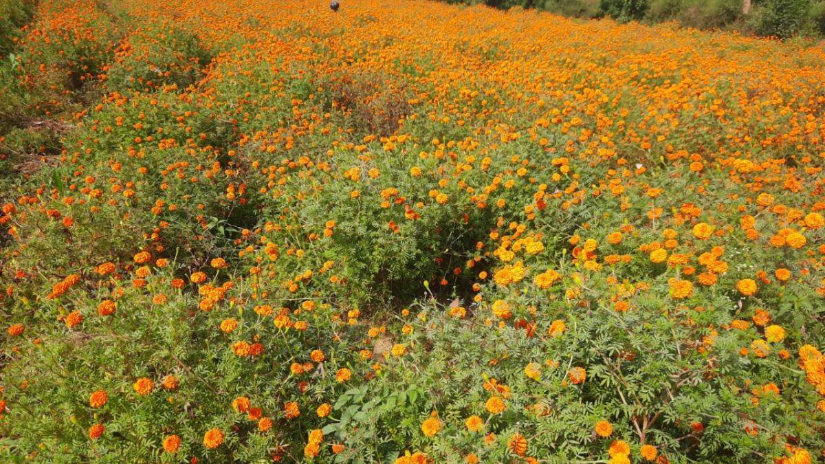 https://www.jagranimages.com/images/newimg/05112022/05_11_2022-marigold_23183773.jpg