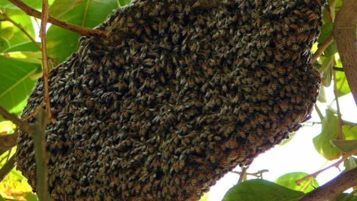 bsf installs beehives on india bangladesh fence to check border crimes generate local wages