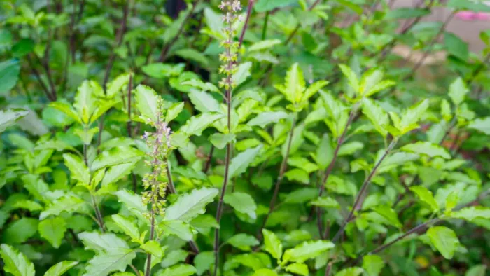 How to Grow Tulsi Plant: तुलसी का प्लांट लगाते वक्त ध्यान रखें ये बातें