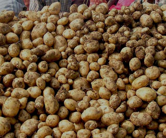 Potato Prices जनता व किसान दोनों को लग रहा चूना, पंजाब में बिचौलिये 16