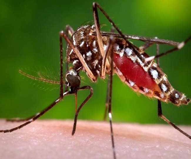 मेरठ में अब डेंगू के मामले घटते नजर आ रहे हैं।