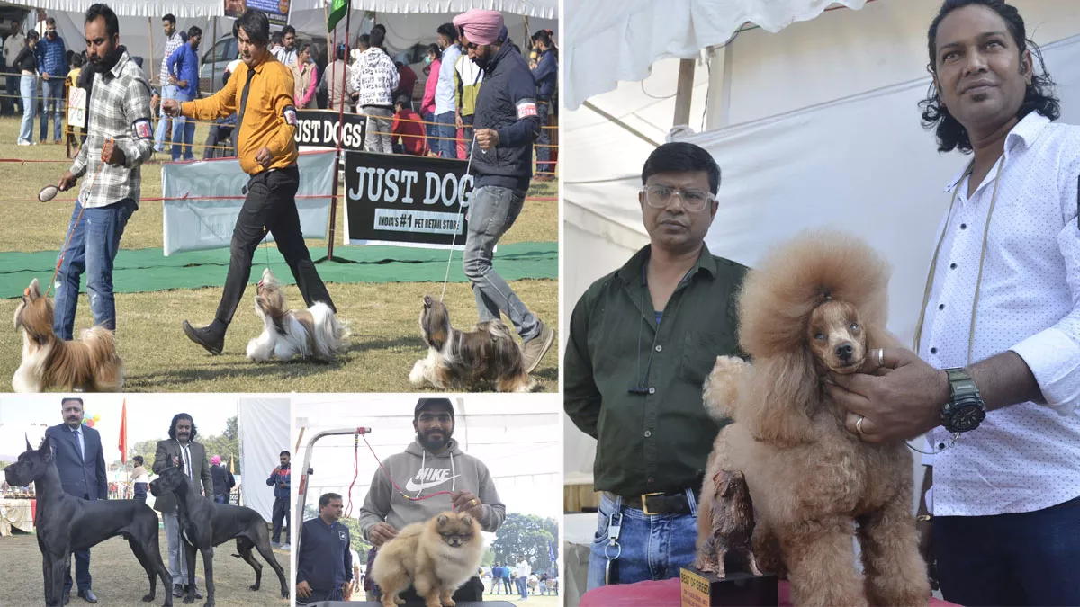 Dog Show आकर्षण का केंद्र बना दिल्ली का रैबल हेयर स्टाइल ने खींचा ध्