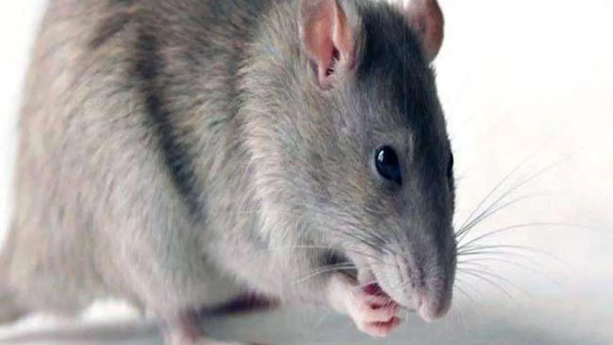 Rudrapur: अब तक नहीं मिली चूहे की पोस्टमार्टम रिपोर्ट, कैसे खुलेगा जहरीली गैस लीकेज का राज