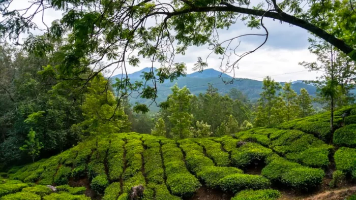 Winter Travel Destination: पश्चिम बंगाल का कुर्सेआंग है सर्दियों में घूमने के लिए बेस्ट