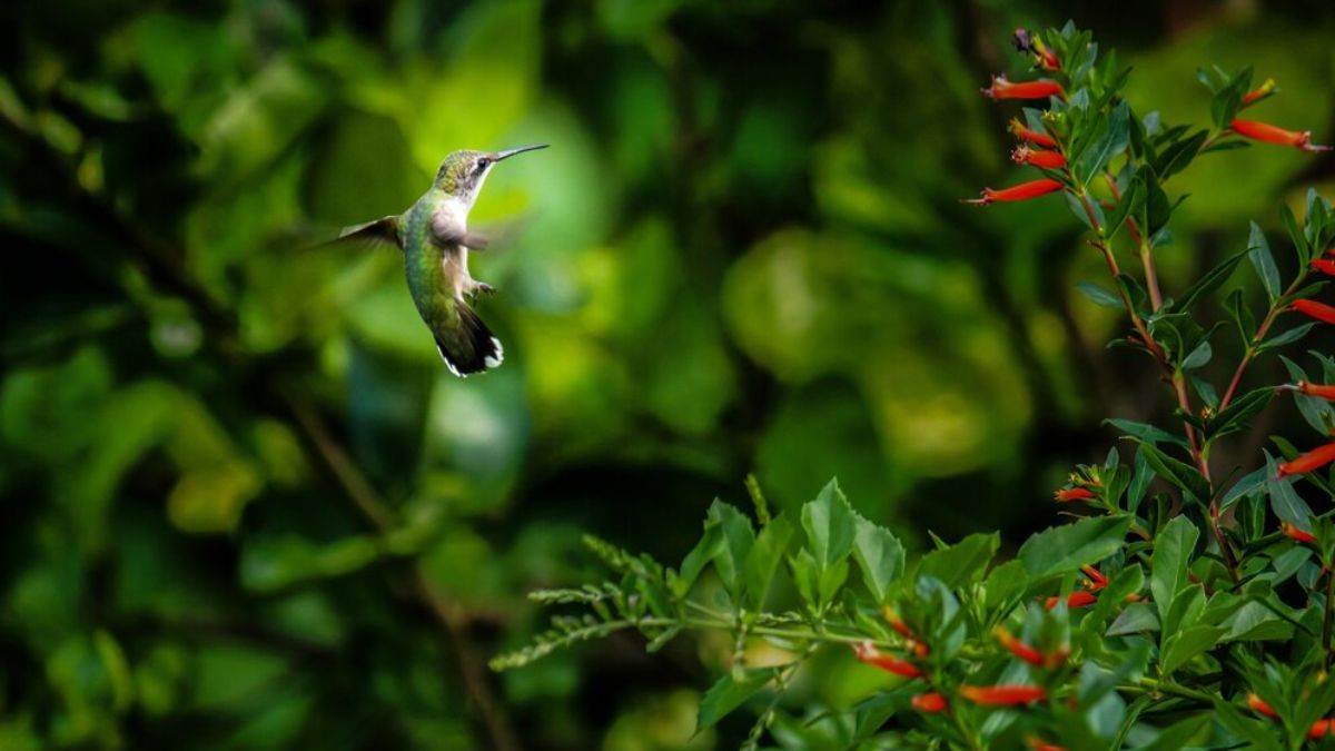 https://www.jagranimages.com/images/newimg/05122024/05_12_2024-bird_sanctuary_23842721_16443368.jpg