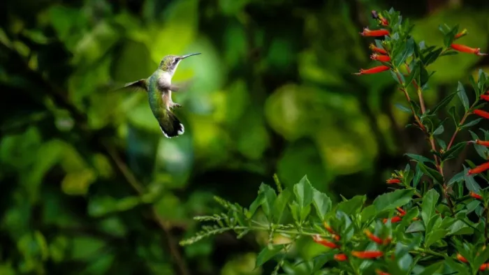 Top Bird Sanctuaries in India: भारत में घूमने के लिए बेस्ट हैं ये बर्ड सेंचुरीज। (Image Credit- Freepik)