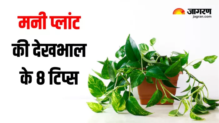 इन 8 टिप्स के साथ सर्दियों में अपने Money Plant की करें देखभाल (Image Source: Freepik)
