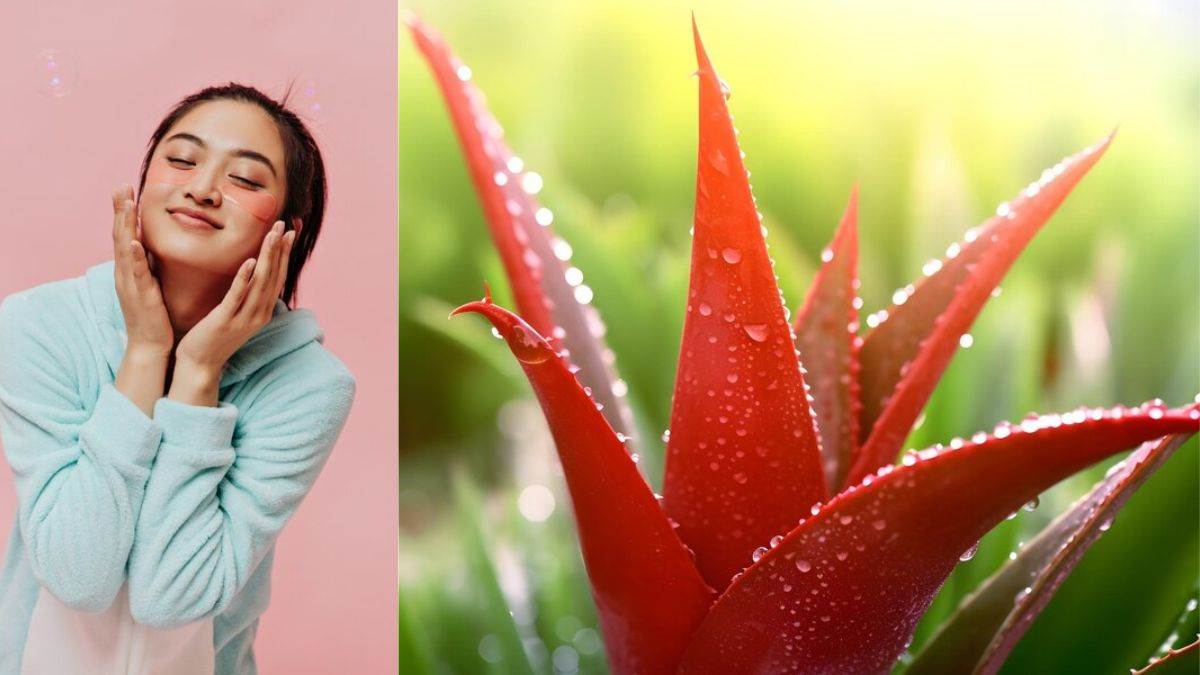 https://www.jagranimages.com/images/newimg/05122024/05_12_2024-red_aloevera_for_glowing_skin_23842621.jpg