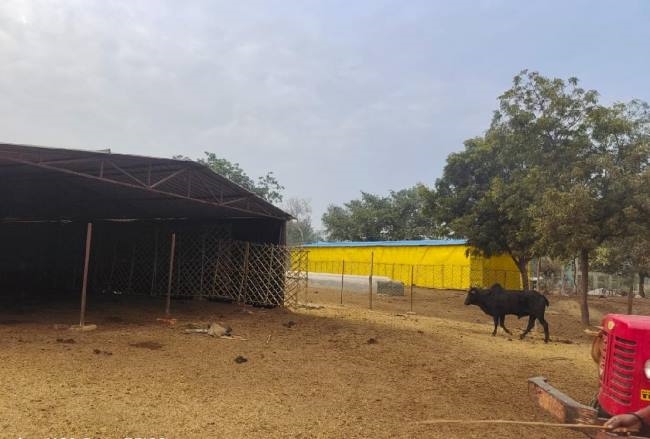 polythene and tatter installed in supa gaushala