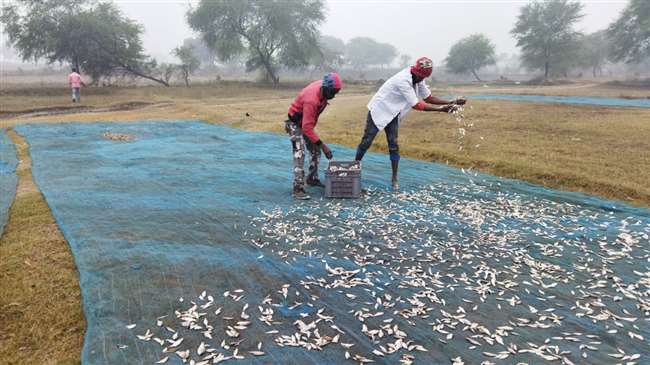 पुश्तैनी व्यवसाय सूखी मछली से जुड़ कर संस्कार के साथ ही व्यापार को आगे बढा रहे हैं।