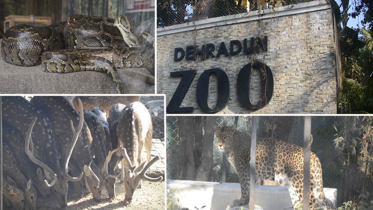 Dehradun Zoo वन्यजीवों को ठंड से बचाने को विशेष प्रबंध, दिया जा रहा
