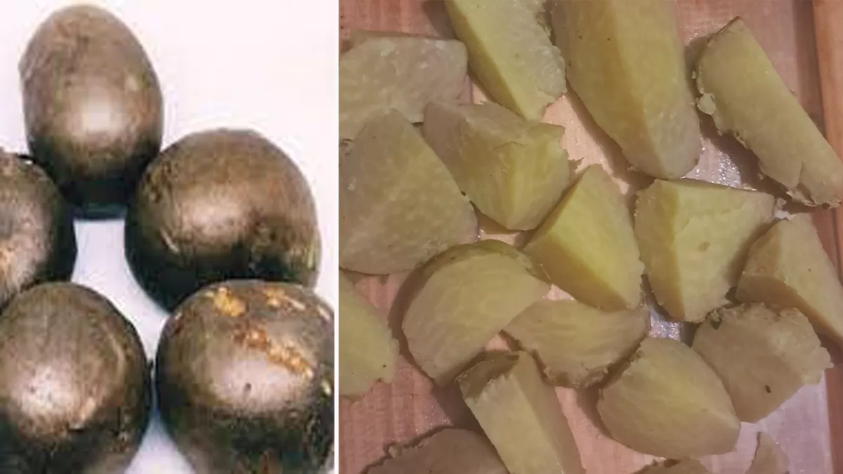 Winter Food: सूखी सर्दी को मात दे रहा जंगली फल से बना स्‍नैक्‍स, शरीर से ठंड को करता है बाहर, रेसिपी आसान