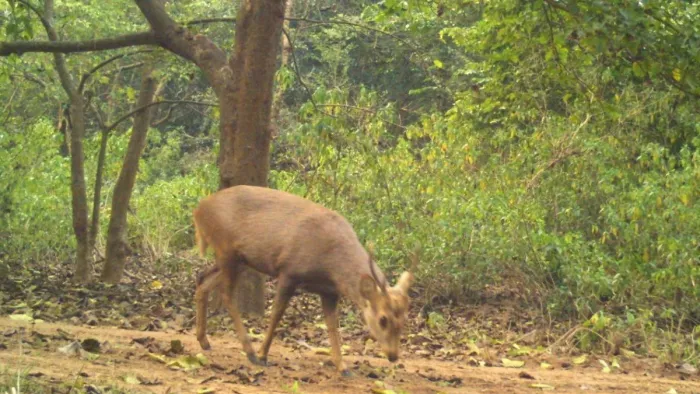 Uttarakhand News: 15 साल बाद राजाजी में दिखा दुर्लभ हिरण, ग्रासलैंड बनाने का हुआ फायदा; देखिए तस्वीर