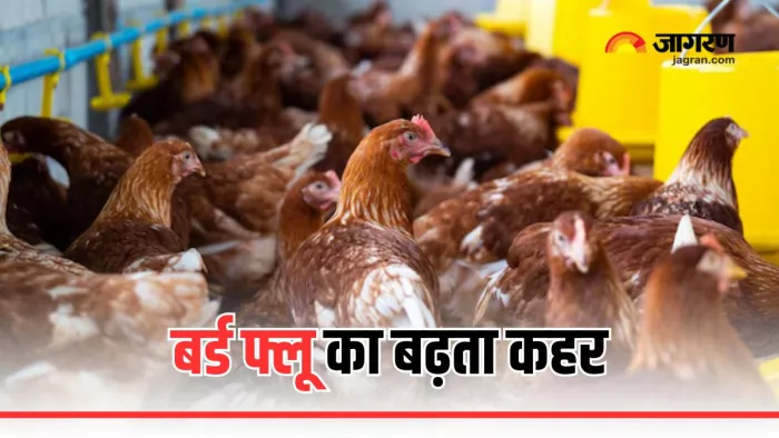 Bird Flu से बाघों और तेंदुए की नागपुर में मौत (Picture Courtesy: Freepik)