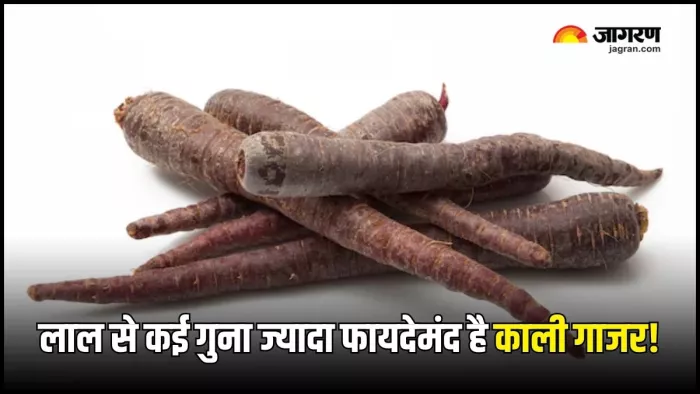 रोज काली गाजर खाने से सेहत रहेगी दुरुस्त (Picture Courtesy: Freepik)