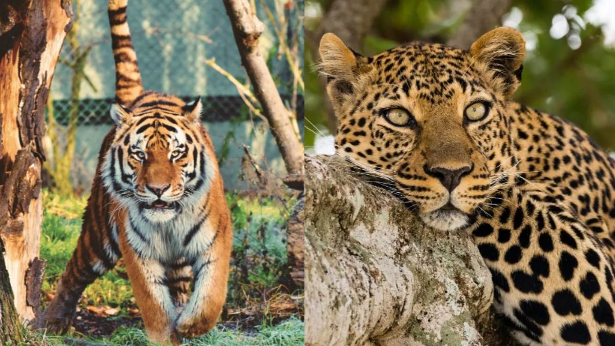 https://www.jagranimages.com/images/newimg/06012025/06_01_2025-tiger_and_leopard_died_in_nagpur_1_23861852.jpg