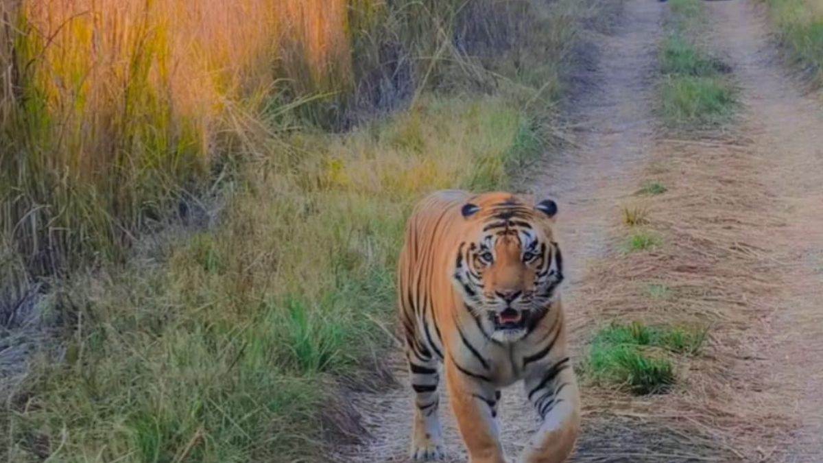 tiger found on road during safar in pilibhit tiger reserve