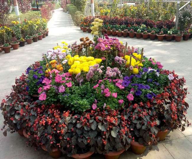 पटना के पार्कों में आबाद है फूलों की पूरी दुनिया, इको पार्क का गुलाब