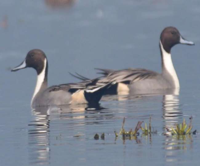 pintail bird liked the land of haiderpur wetland