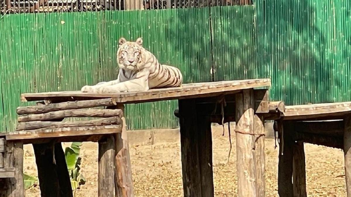 White Tigress Death: दिल्ली के चिड़ियाघर में सबसे उम्रदराज बाघिन 'वीना रानी' की मौत, हेपेटाइटिस से थी पीड़ित - Oldest white tigress Vina Rani at Delhi zoo dies