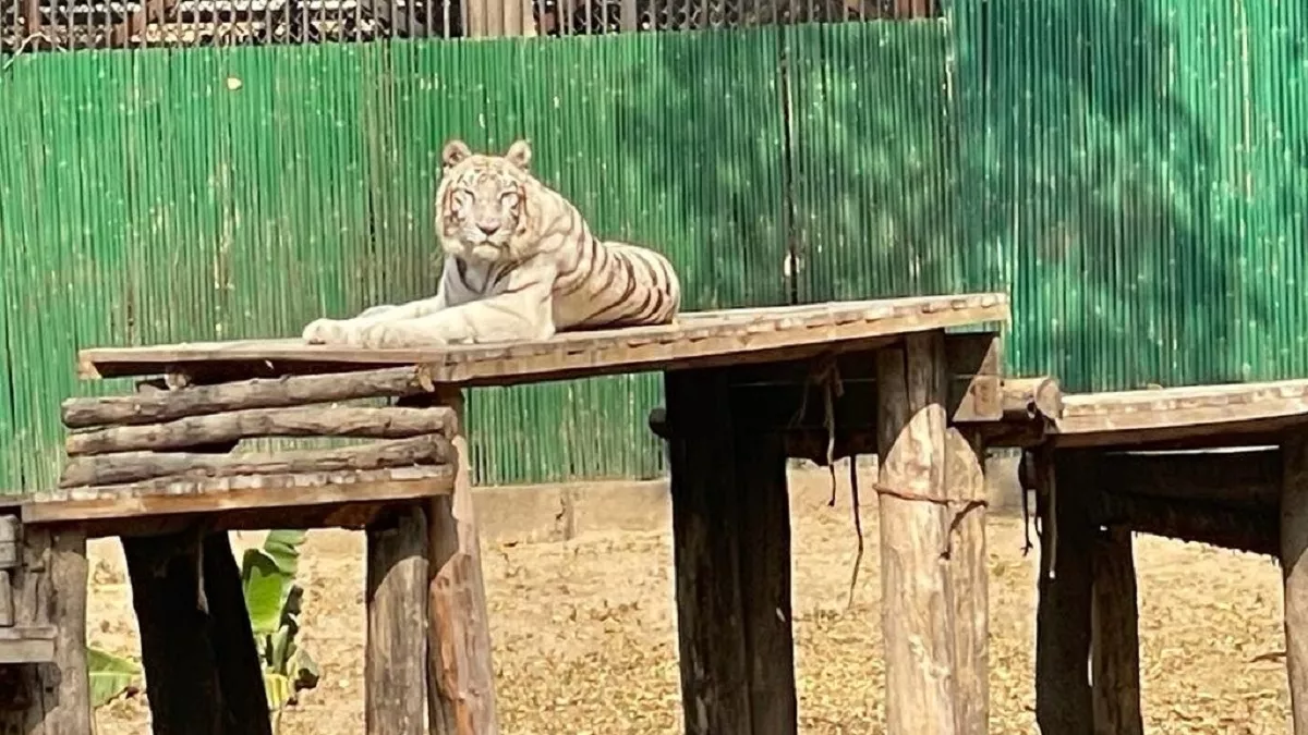 White Tigress Death: दिल्ली के चिड़ियाघर में सबसे उम्रदराज बाघिन 'वीना रानी' की मौत, हेपेटाइटिस से थी पीड़ित