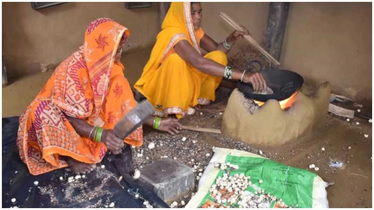 मखाना फोड़ रहीं महिला किसान, सही दाम न मिलने से मखाना खेती में घट रहा रूझान l फोटो- जागरण
