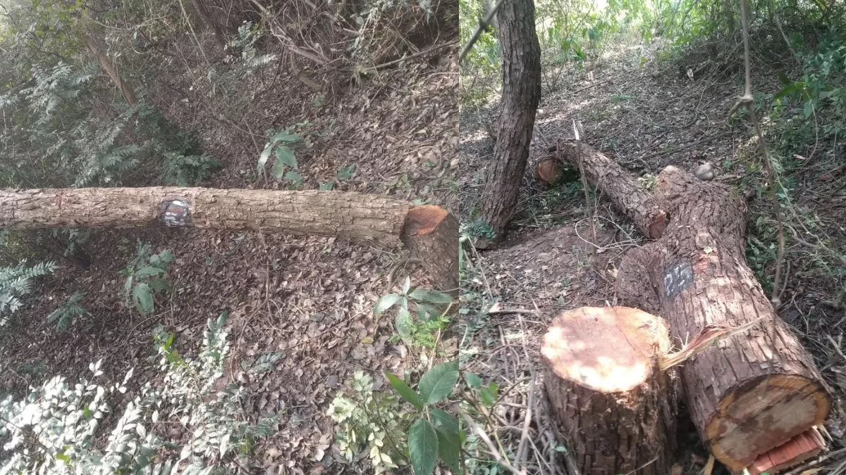 Punjab News: खैर के पेड़ काट रहे लोगों को ग्रामीणों ने किया पुलिस के हवाले