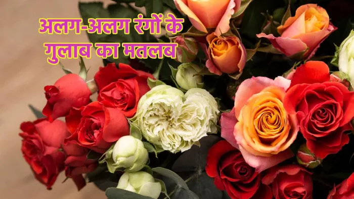 Happy Rose Day 2024: अलग-अलग रंगों के गुलाब का मतलब