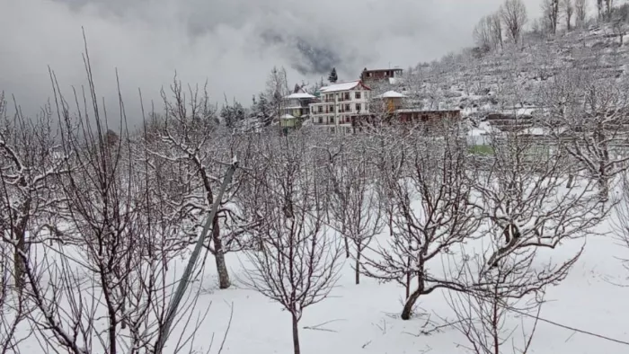 हिमाचल में बारिश और बर्फबारी से किसानों-बागबानों को राहत मिली है।