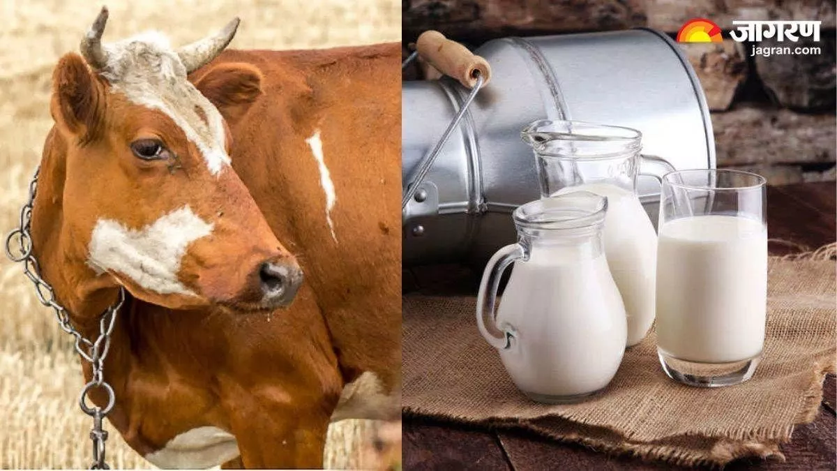 अब भरना पड़ेगा इतना जुर्माना, अचानक निरीक्षण करने पहुंची टीम तो सामने आई दूध की सच्चाई
