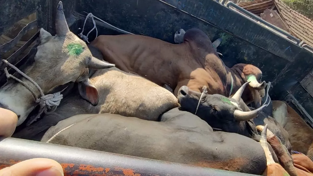 Jharkhand News: पिकअप वैन में ठूंसकर भरी गई गायें, फिर बंगाल के लिए हो गई रवाना, बीच रास्ते में पुलिस ने धर दबोचा