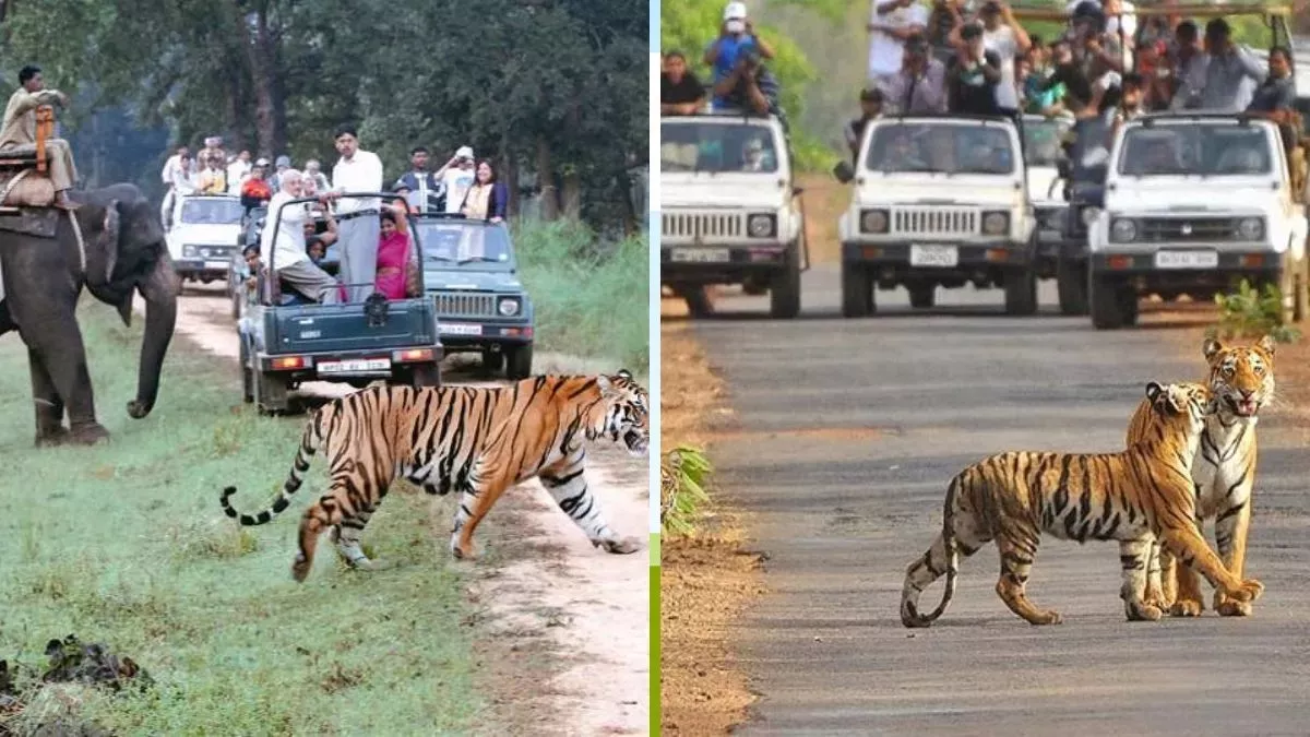 SC Judgement On Tiger Safari: जिम कॉर्बेट नेशनल पार्क पर SC का फैसला, मुख्य क्षेत्रों में बाघ सफारी पर लगाया बैन