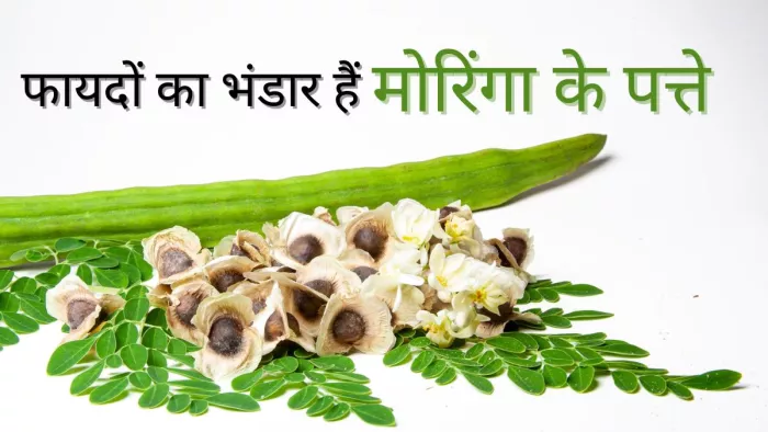 गुणों का भंडार है मोरिंगा के पत्ते, जानें इसके फायदे