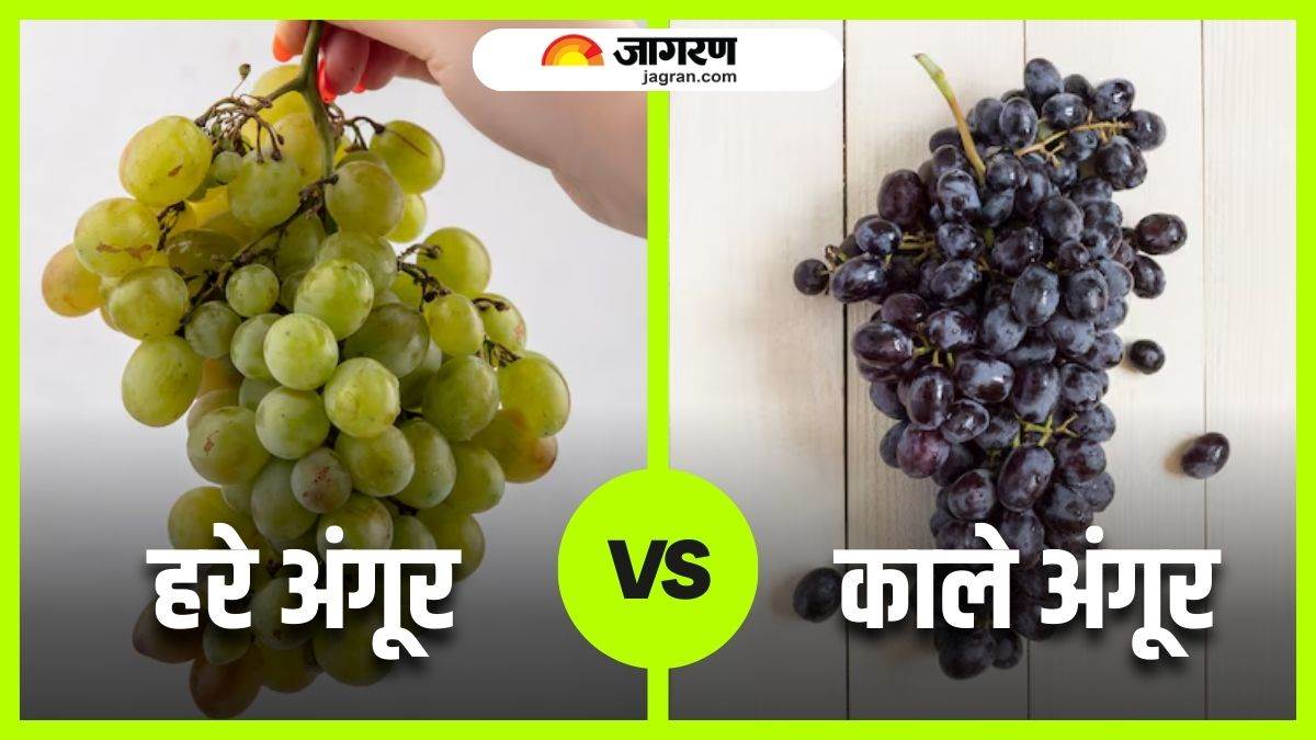 green or black which colour grapes are more beneficial for health clear your confusion here