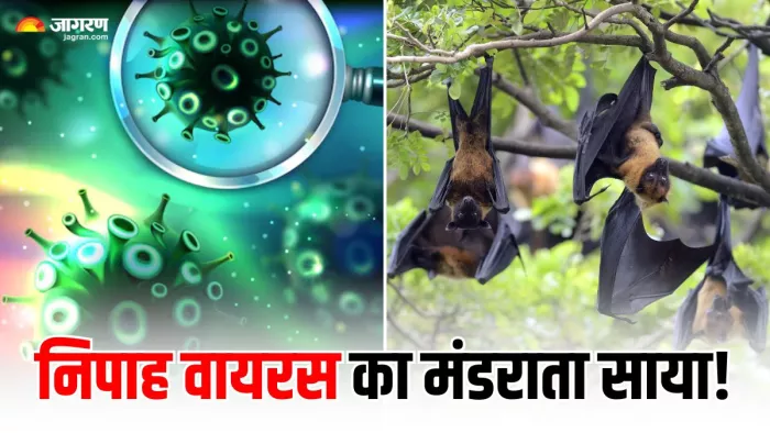 केरल में निपा वायरस का अलर्ट जारी, जानें कैसे करें अपना बचाव (Image Source: Freepik)