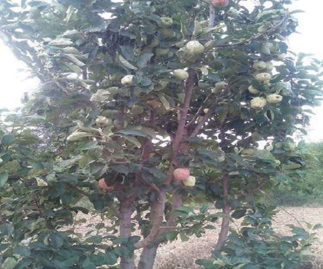 हिमाचल की सेब की हरनाम-99 किस्म है, जो अधिक तापमान वाले क्षेत्रों के लिए ही है।