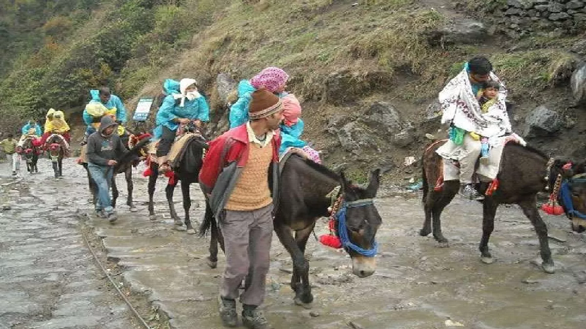 Rudraprayag News: केदारनाथ यात्रा के लिए हुआ 3303 घोड़ा-खच्चरों का पंजीकरण,  मेडिकल-बीमा पर ही मिल रहा लाइसेंस - Rudraprayag News 3303 horse mules  registered for Kedarnath Yatra