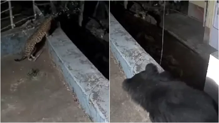 जगंल से भटक कर आवासीय इलाके में घुसे भालू और तेंदुआ (Image: ANI)
